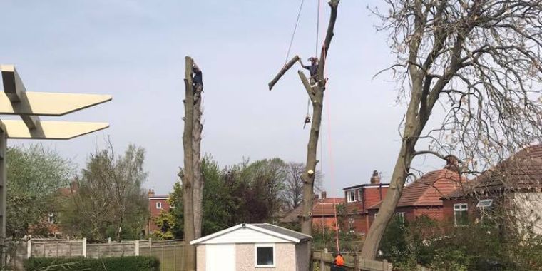 tree removal and dismantling